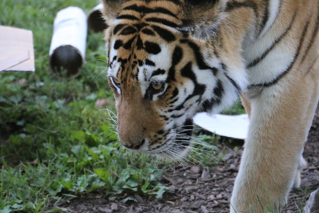 Nika strolls through the special enrichment she received as part of the 2015 International Tiger Day celebrations at the Riverside Discovery Center in Scottsbluff.