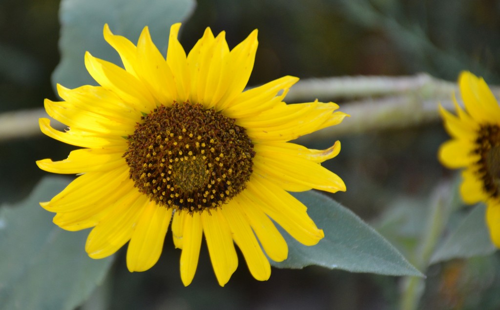A sunflower near the grave of Rebecca Winters in Scottsbluff.