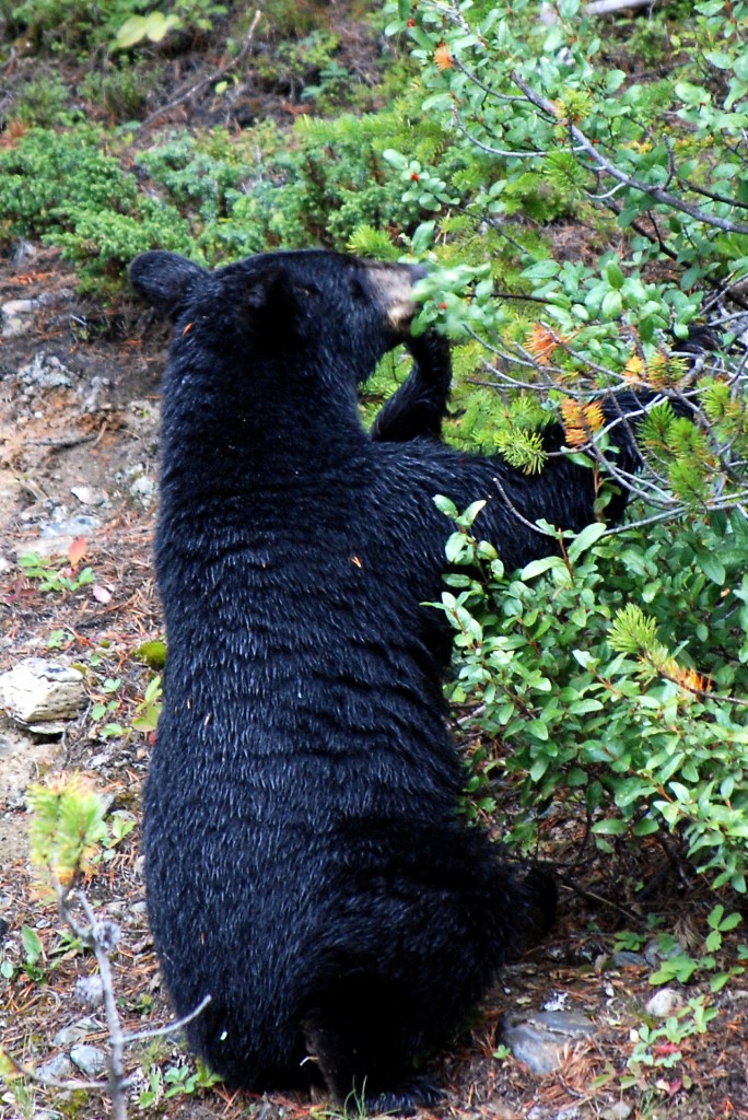 The Black Bear of Lake Louise. This is not the bear we encountered.