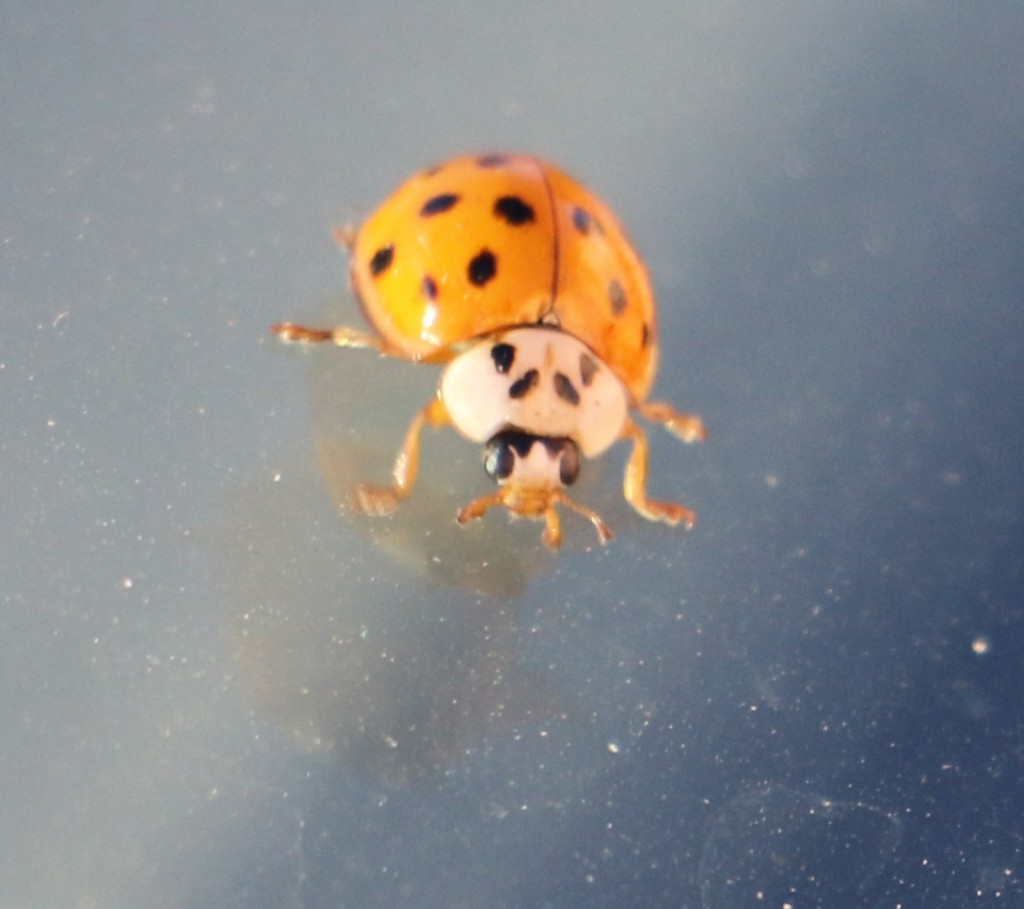 A ladybug on my windshield.