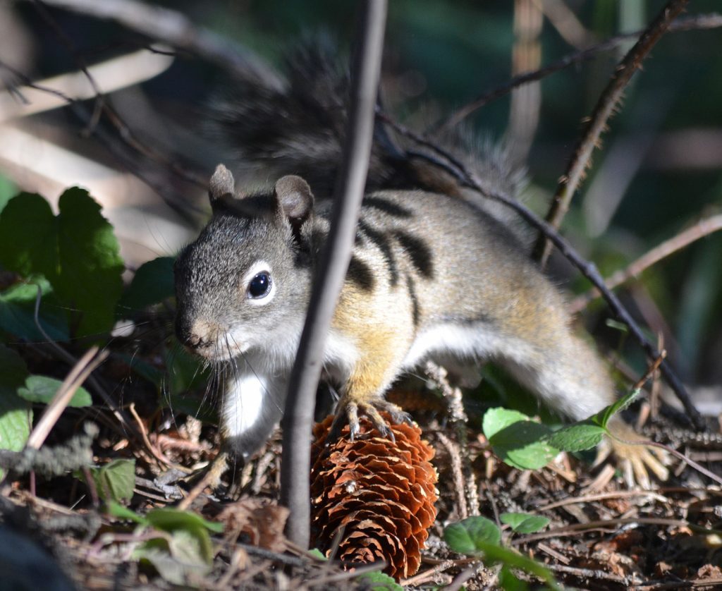A squirrel in Estes Park, Colorado.